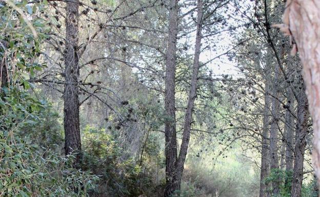 El camino pasa por un pequeño bosque en sus primeros metros.