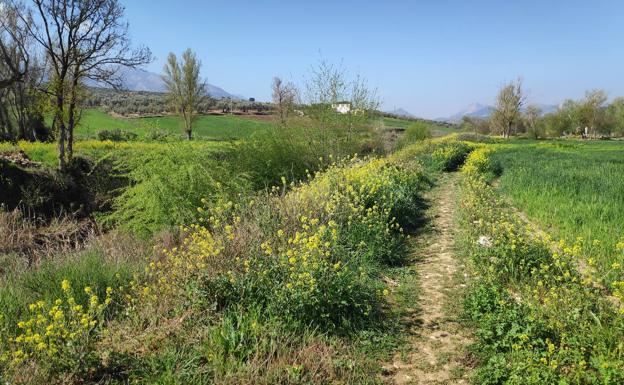 Imagen principal - Casi toda la etapa discurre por una senda paralela al río | La señalética de esta ruta se corresponde con el GR-248 | Encrucijada de senderos en el Molino del Tejar