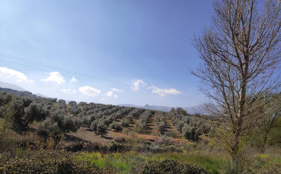 El olivar se mezcla con la vegetación de ribera en esta ruta