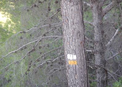 Imagen secundaria 1 - El camino discurre durante buena parte por un frondoso pinar | Las señales de la ruta pueden estar incluso pintadas en algún árbol | Vista panorámica de Pizarra.