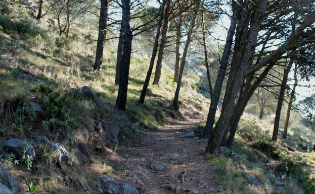 El sendero comienza dentro del bosque de pinos