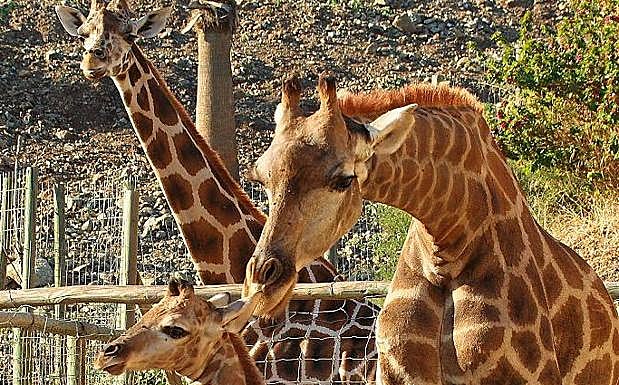 Familia de jirafas de Selwo Aventura, en Estepona.