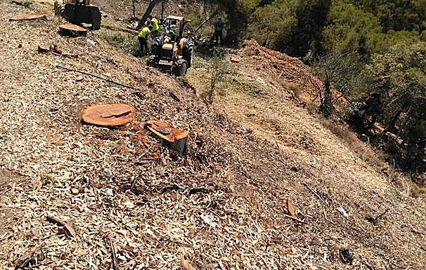 Trabajos de desbroce y tala de árboles que se ha realizado en el monte Gibralfaro de Málaga para crear una franja libre de vegetación entre las viviendas y la masa forestal. :