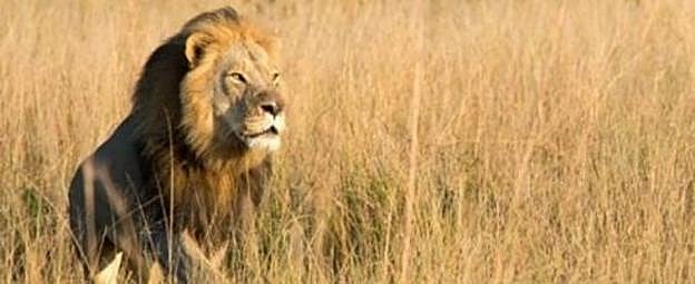 El león abatido en Zimbabue.
