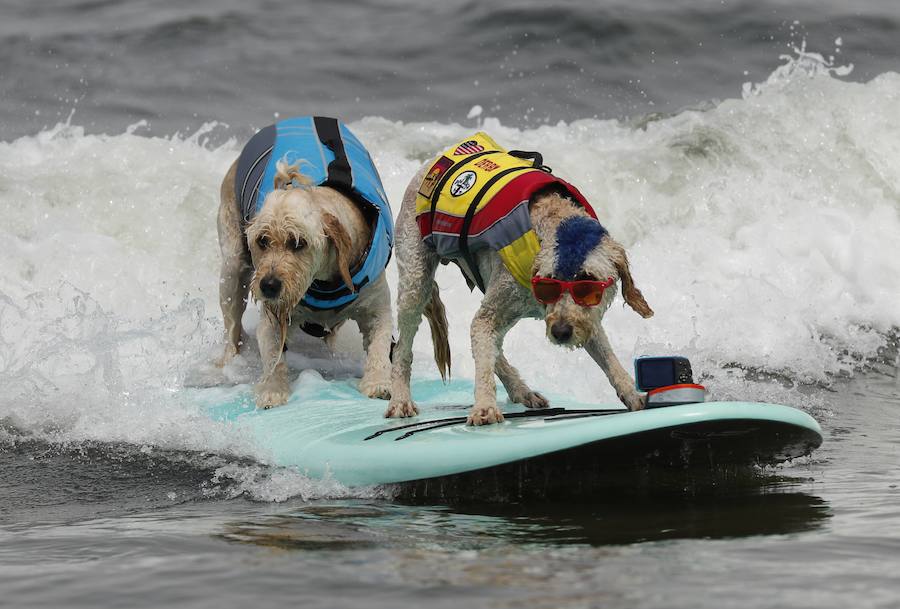 El Campeonato Mundial de Surf para perros en la Playa Linda Mar en California. Los perros acompañados de sus tandems o dueños luchan por el primer puesto en la competición 