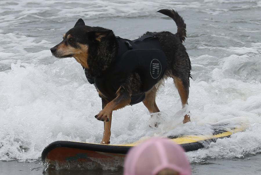 El Campeonato Mundial de Surf para perros en la Playa Linda Mar en California. Los perros acompañados de sus tandems o dueños luchan por el primer puesto en la competición 