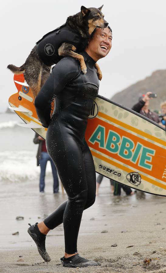 El Campeonato Mundial de Surf para perros en la Playa Linda Mar en California. Los perros acompañados de sus tandems o dueños luchan por el primer puesto en la competición 