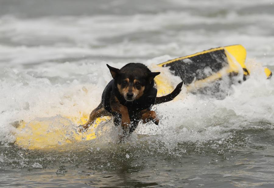 El Campeonato Mundial de Surf para perros en la Playa Linda Mar en California. Los perros acompañados de sus tandems o dueños luchan por el primer puesto en la competición 