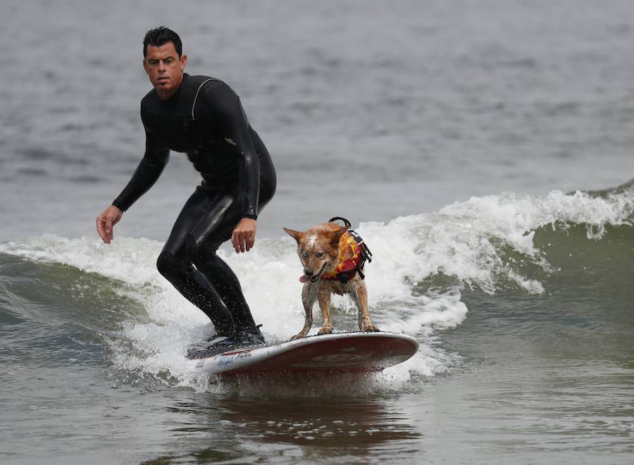 El Campeonato Mundial de Surf para perros en la Playa Linda Mar en California. Los perros acompañados de sus tandems o dueños luchan por el primer puesto en la competición 