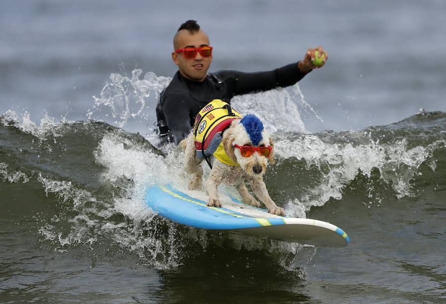 El Campeonato Mundial de Surf para perros en la Playa Linda Mar en California. Los perros acompañados de sus tandems o dueños luchan por el primer puesto en la competición 