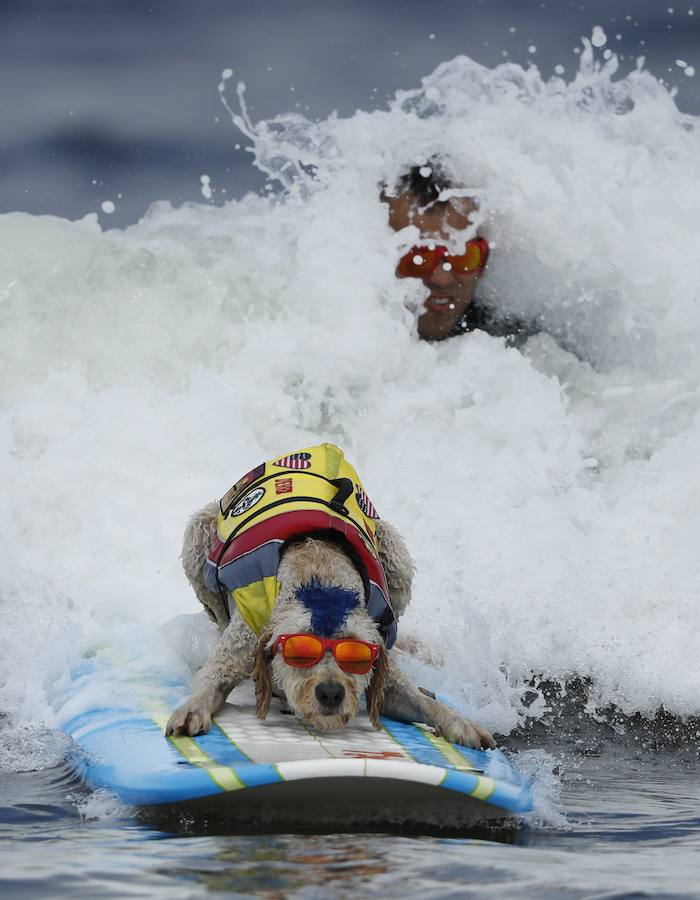 El Campeonato Mundial de Surf para perros en la Playa Linda Mar en California. Los perros acompañados de sus tandems o dueños luchan por el primer puesto en la competición 