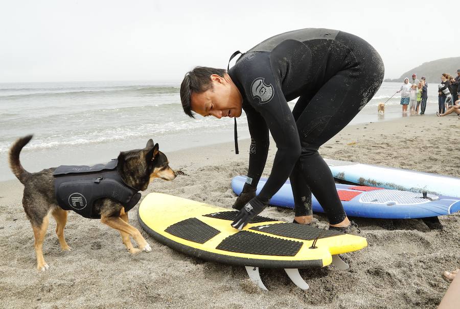 El Campeonato Mundial de Surf para perros en la Playa Linda Mar en California. Los perros acompañados de sus tandems o dueños luchan por el primer puesto en la competición 