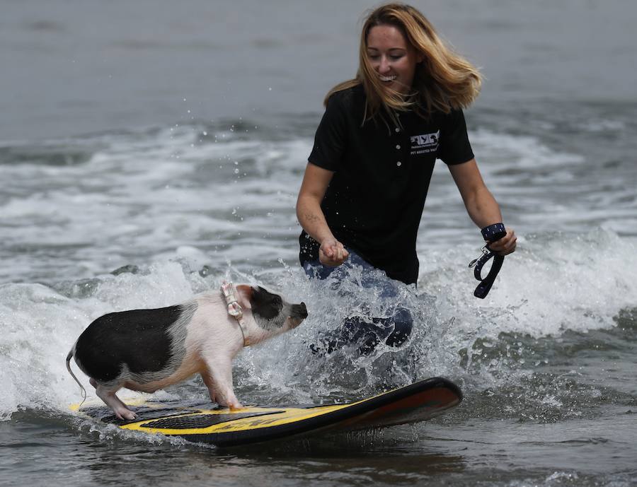 El Campeonato Mundial de Surf para perros en la Playa Linda Mar en California. Los perros acompañados de sus tandems o dueños luchan por el primer puesto en la competición 