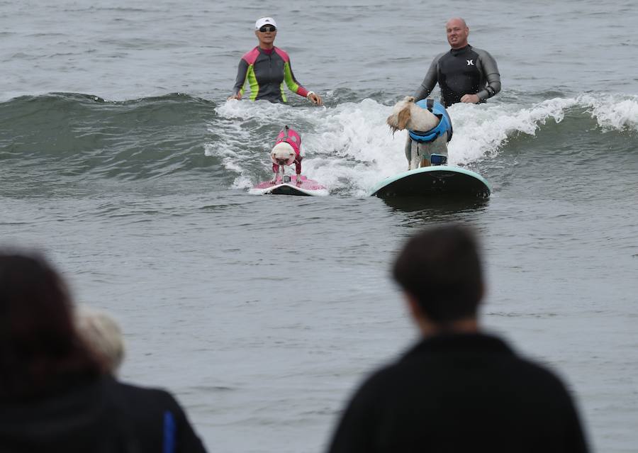 El Campeonato Mundial de Surf para perros en la Playa Linda Mar en California. Los perros acompañados de sus tandems o dueños luchan por el primer puesto en la competición 