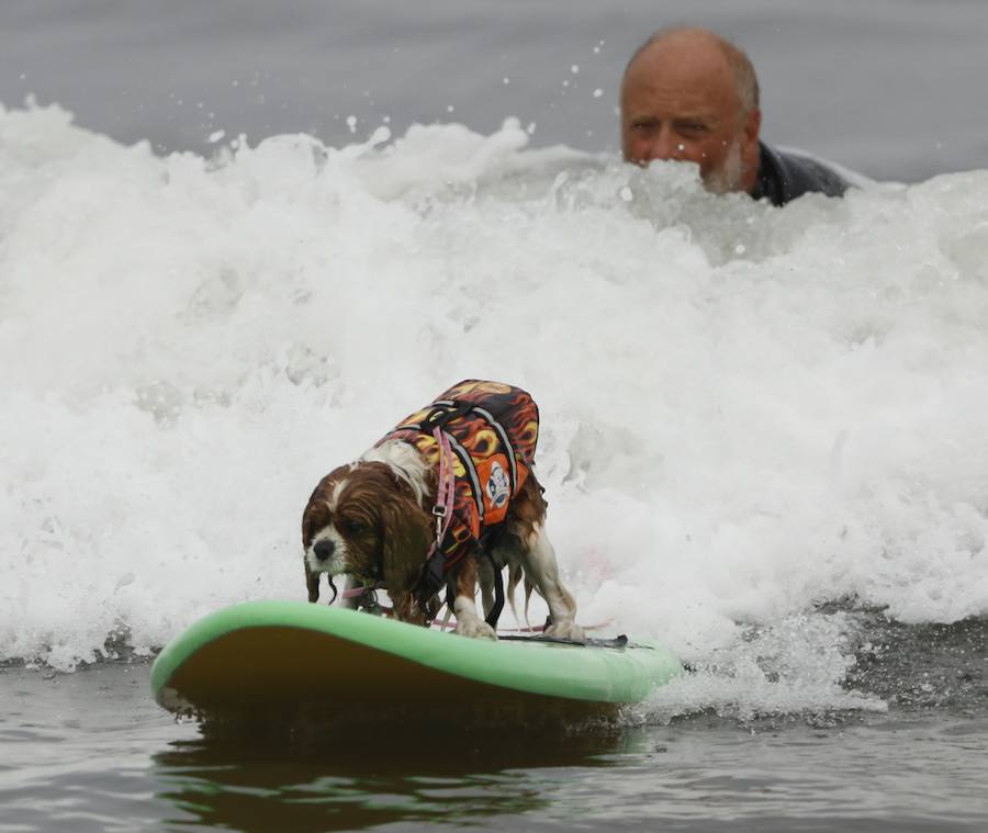 El Campeonato Mundial de Surf para perros en la Playa Linda Mar en California. Los perros acompañados de sus tandems o dueños luchan por el primer puesto en la competición 