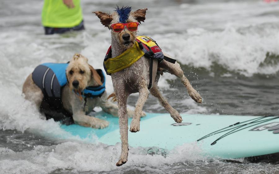 El Campeonato Mundial de Surf para perros en la Playa Linda Mar en California. Los perros acompañados de sus tandems o dueños luchan por el primer puesto en la competición 