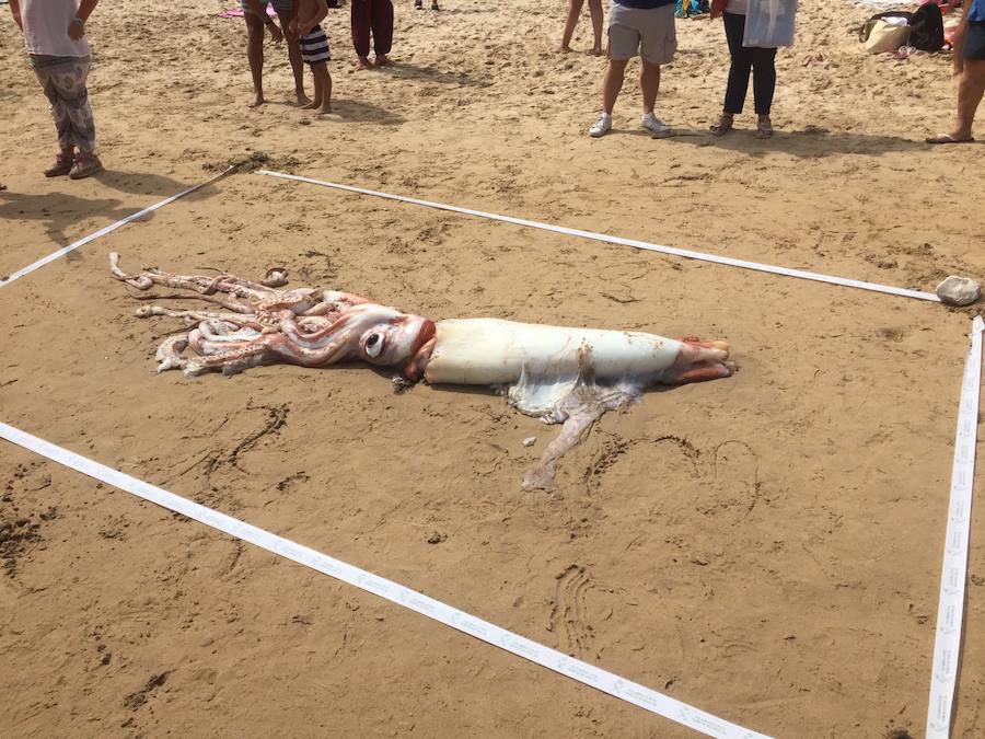 El cefalópodo causó gran expectación entre los presentes que no dudaron en acercarse a tocarlo y sacarle fotografías