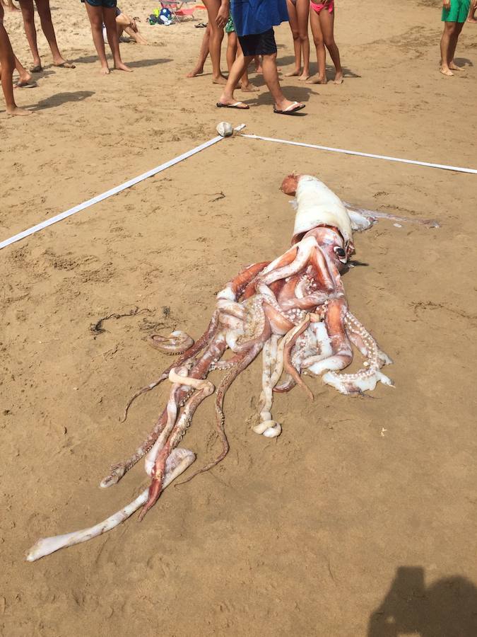 El cefalópodo causó gran expectación entre los presentes que no dudaron en acercarse a tocarlo y sacarle fotografías