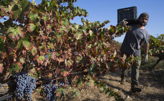 Uva cabernet sauvignon, una de las variedades plantadas en Álora para elaborar tinto. :: ñito salas