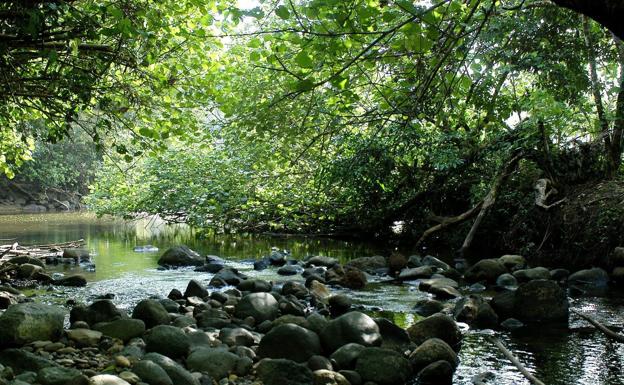 Selva del Dairén, en Panamá.