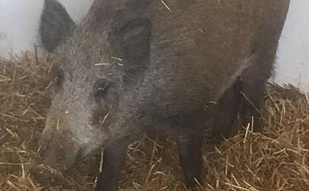 Capturan un jabalí que atemorizaba a los vecinos de varias urbanizaciones de La Cala