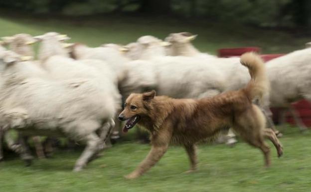 Kit, un perro pastor vasco de cinco años