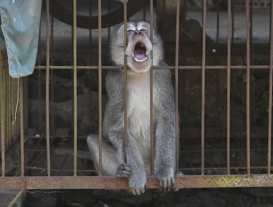 Más de 120.000 personas evacúan la región en torno al Monte Agung por amenzada en nivel máximo de erupción desde la semana pasada. 