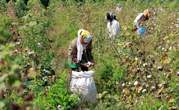 Al menos 30 muertos en India tras la inhalación de un químico tóxico en los campos de cultivo