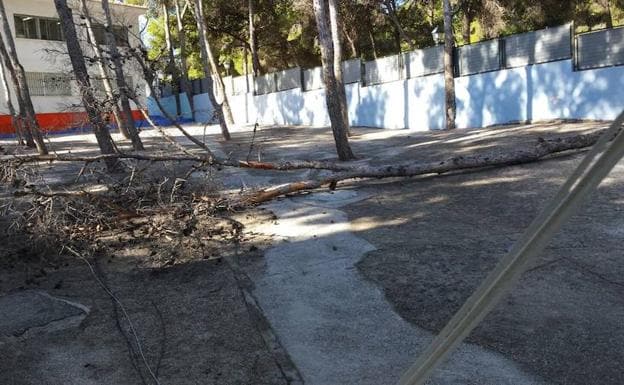 Imagen del árbol caído en el patio del CEIP Palma de Mallorca.