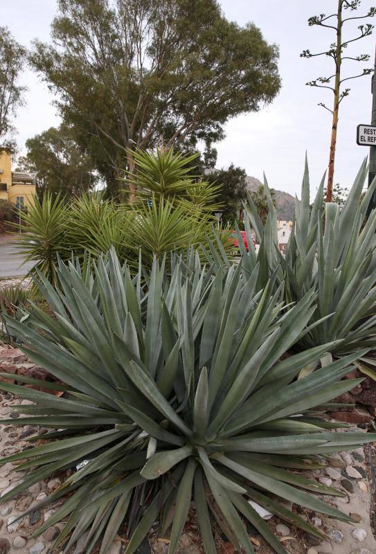 El servicio municipal y Sanidad Vegetal de la Junta trabajan ya para frenar la propagación de este pequeño escarabajo 