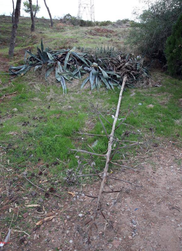 El servicio municipal y Sanidad Vegetal de la Junta trabajan ya para frenar la propagación de este pequeño escarabajo 