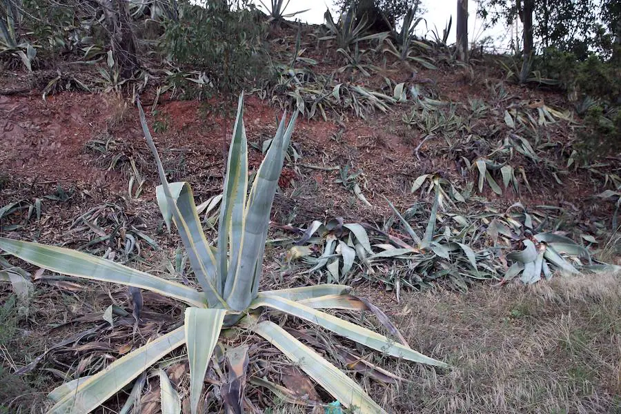 Un ejemplar de agave americano se mantiene en pie en una ladera totalmente infectada en Cerrado de Calderón.