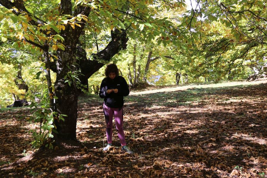 Los castaños, antes de perder sus hojas, tiñen de ocres, dorados, marrones y amarillos el Valle