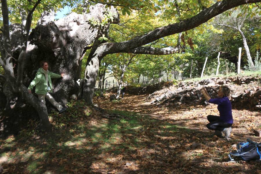 Los castaños, antes de perder sus hojas, tiñen de ocres, dorados, marrones y amarillos el Valle