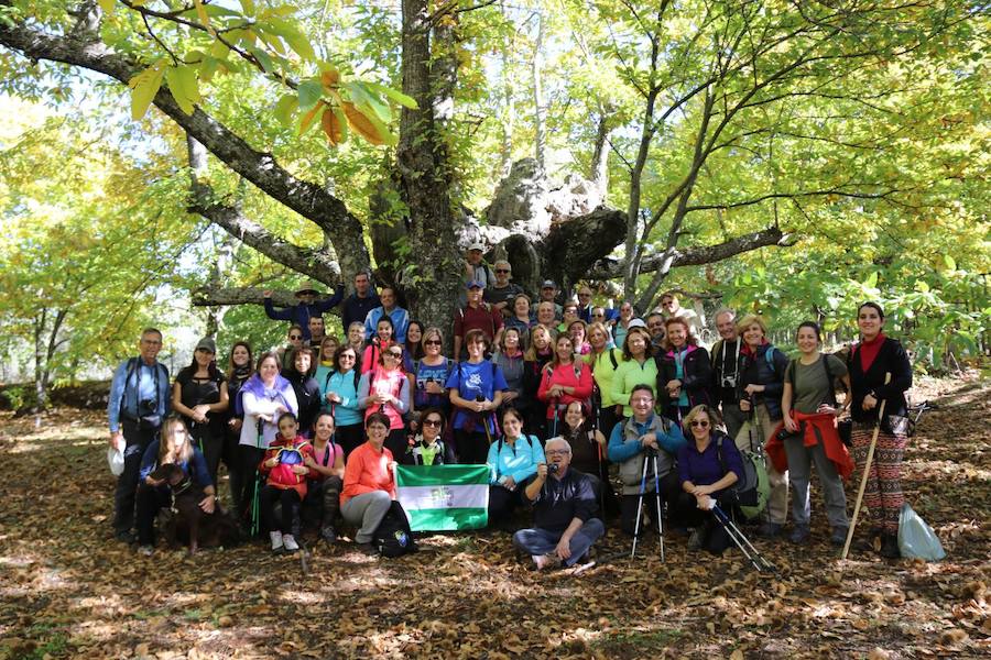 Los castaños, antes de perder sus hojas, tiñen de ocres, dorados, marrones y amarillos el Valle