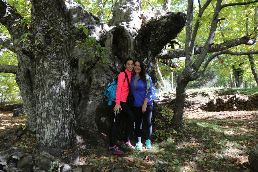 Los castaños, antes de perder sus hojas, tiñen de ocres, dorados, marrones y amarillos el Valle