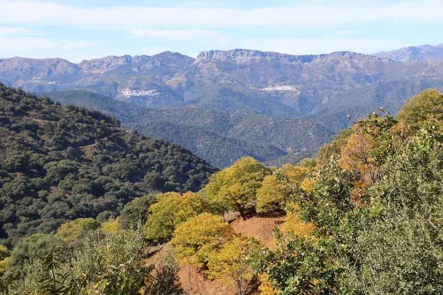 Los castaños, antes de perder sus hojas, tiñen de ocres, dorados, marrones y amarillos el Valle