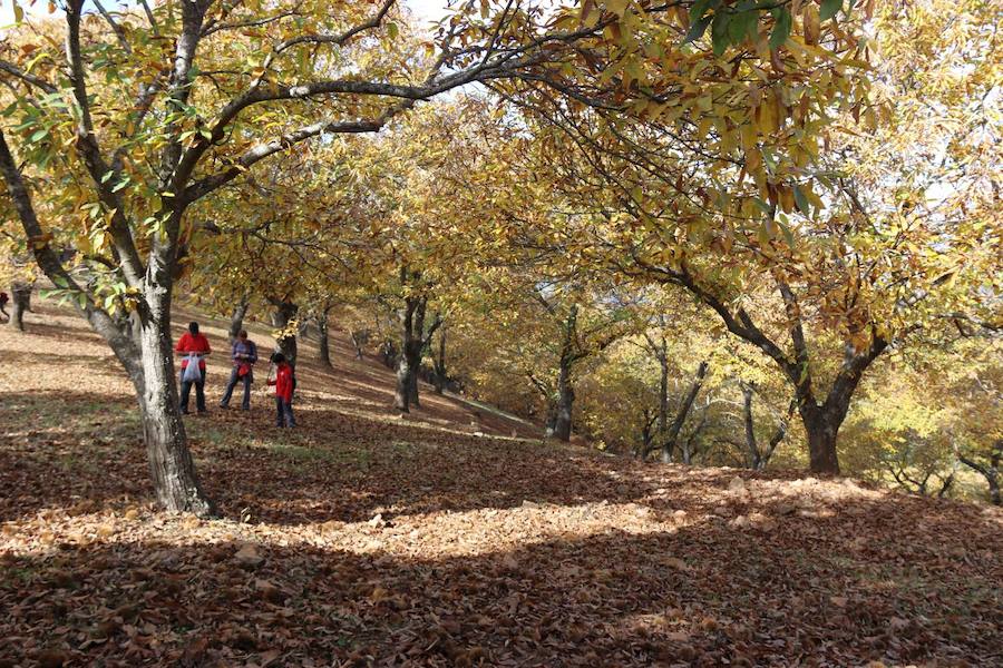 Los castaños, antes de perder sus hojas, tiñen de ocres, dorados, marrones y amarillos el Valle