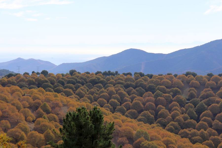 Los castaños, antes de perder sus hojas, tiñen de ocres, dorados, marrones y amarillos el Valle