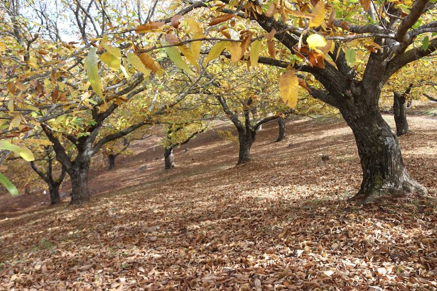 Los castaños, antes de perder sus hojas, tiñen de ocres, dorados, marrones y amarillos el Valle