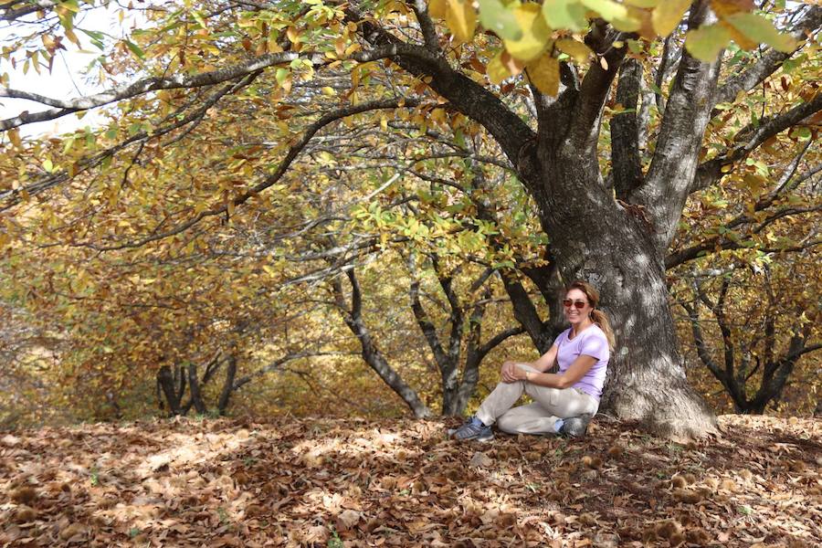 Los castaños, antes de perder sus hojas, tiñen de ocres, dorados, marrones y amarillos el Valle