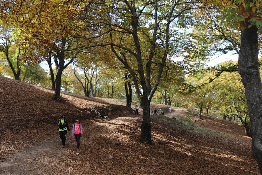 Los castaños, antes de perder sus hojas, tiñen de ocres, dorados, marrones y amarillos el Valle