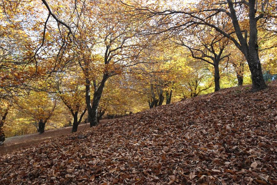 Los castaños, antes de perder sus hojas, tiñen de ocres, dorados, marrones y amarillos el Valle