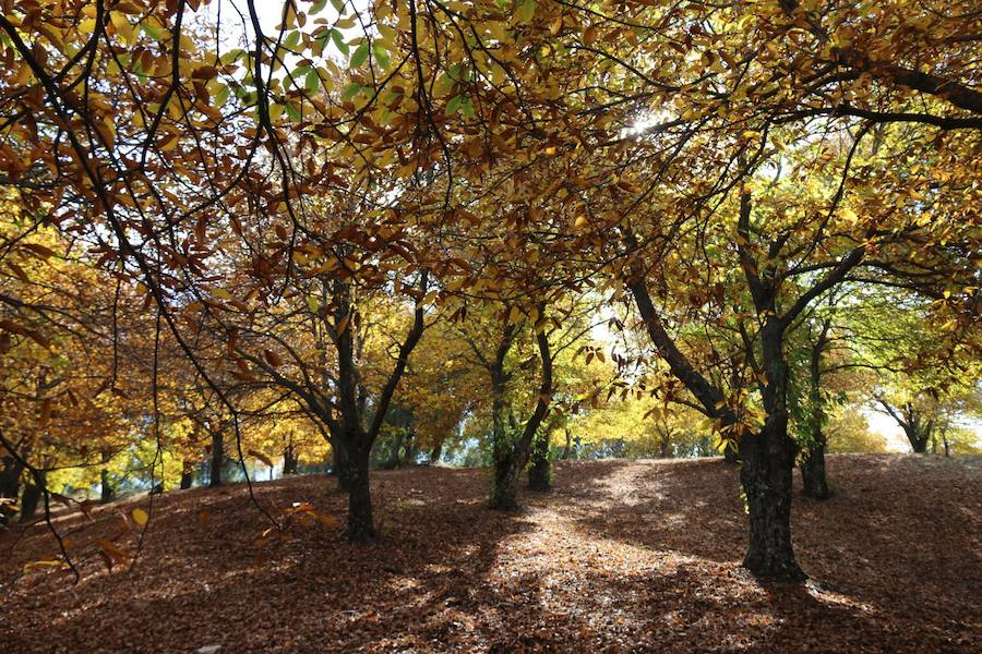 Los castaños, antes de perder sus hojas, tiñen de ocres, dorados, marrones y amarillos el Valle