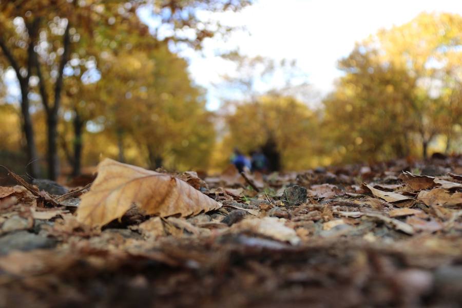 Los castaños, antes de perder sus hojas, tiñen de ocres, dorados, marrones y amarillos el Valle