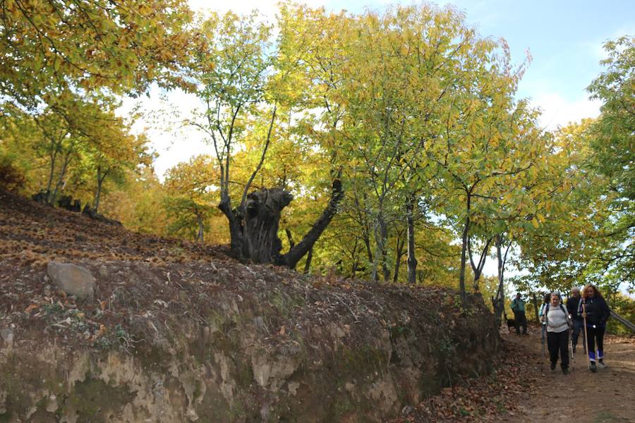 Los castaños, antes de perder sus hojas, tiñen de ocres, dorados, marrones y amarillos el Valle