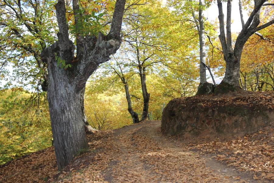 Los castaños, antes de perder sus hojas, tiñen de ocres, dorados, marrones y amarillos el Valle