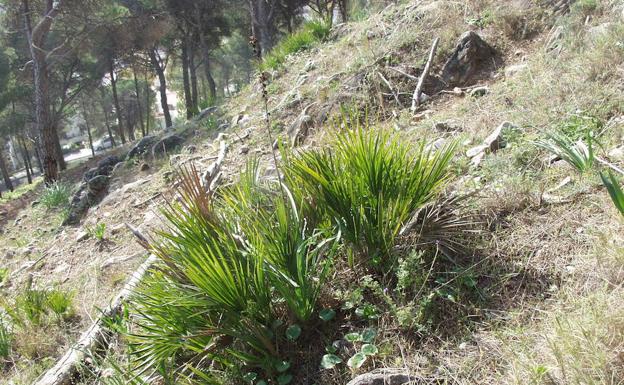 El palmito es una de las plantas más características de las Sierra de Mijas