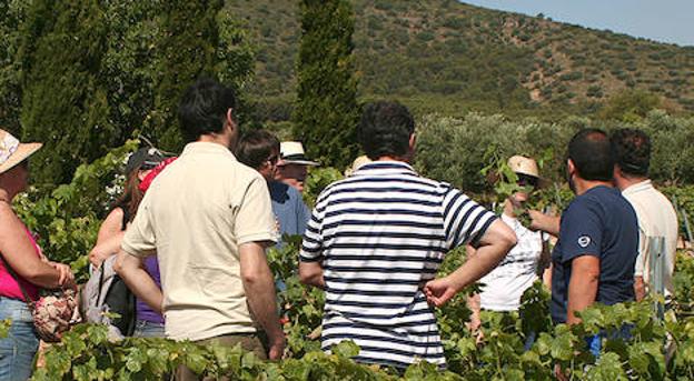 Visita a las viñas de La Capuchina, en Mollina.