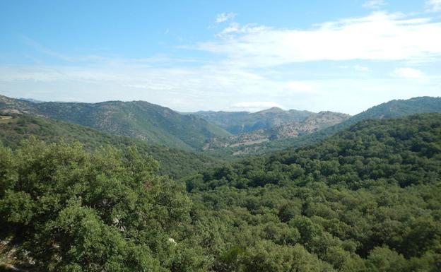 Vista de los Alcornocales en el término municipal de Cortes de la Frontera